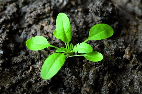 Cornbind Weed Control Bayer Crop Science New Zealand