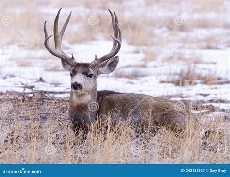 Colorado Wildlife Wild Deer On The High Plains Of Colorado Mule Deer