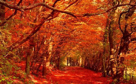 Woodland Autumn Wallpapers - Wallpaper Cave