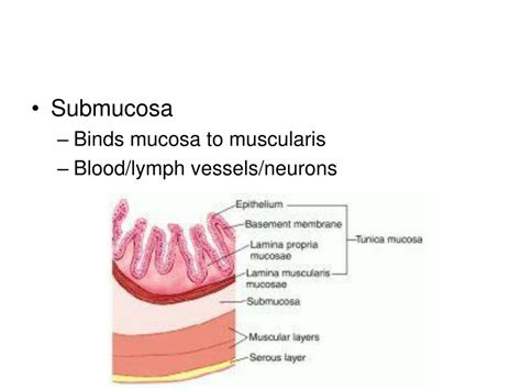 Ppt Histology Of The Digestive System Powerpoint Presentation Free