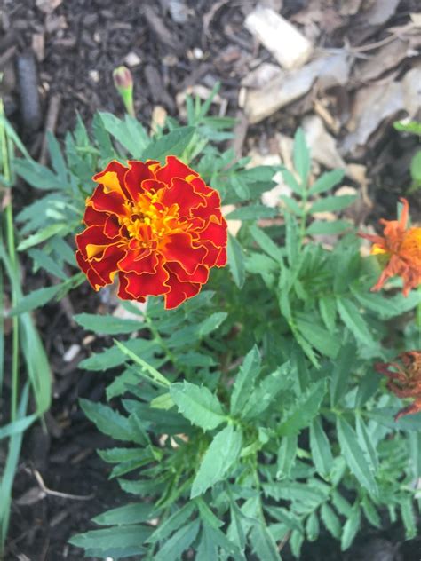 As Seen in Almost Every Garden: Marigolds - Southside Permaculture Park