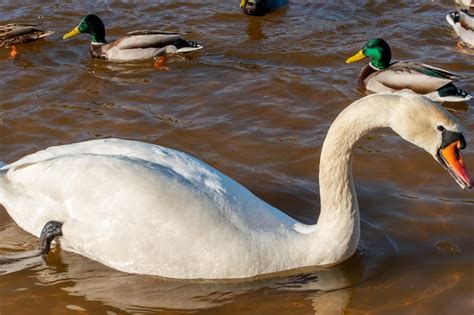 Los Patos Salvajes Nadan Serenamente En La Superficie Del Agua El Cisne