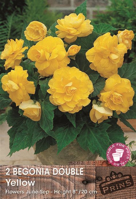 Begonia Double Yellow The Grange Garden Centre