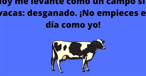 21 ingeniosos piropos de vacas que te harán sonreír Piropeando