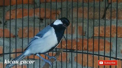 Burung Glatik Batu Gacor Ngeroll Panjang Pancingan Ampuh Glatik Bahan