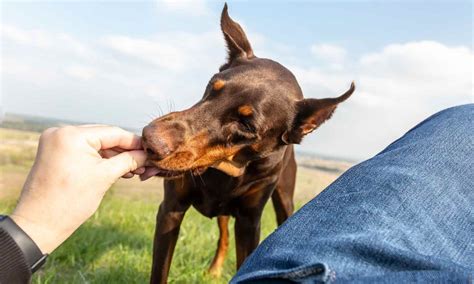 4 Top Doberman Training Tips—Plus Guides to Potty Training, Obedience ...