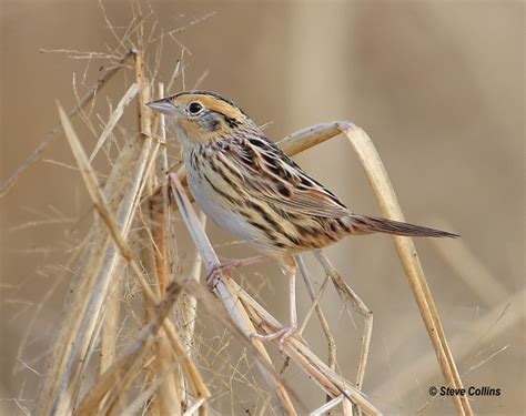 Le Conte S Sparrow Le Conte S Is Easily One Of The Most Be Flickr