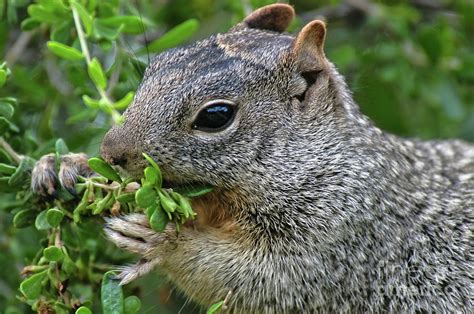 Gray Squirrel Eating Berries Photograph By Al Andersen