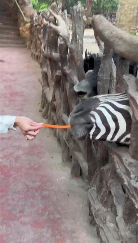 Confused behavior of animals - One News Page VIDEO