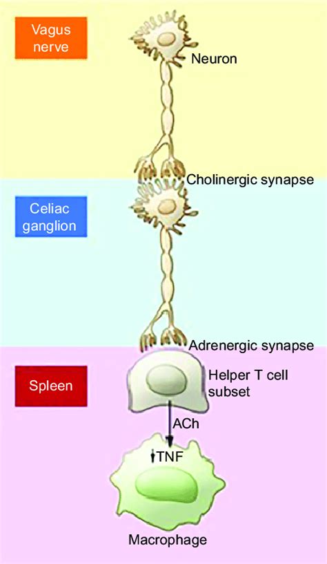 Neural Signal Cascade For Suppressing Inflammatory Cytokines The