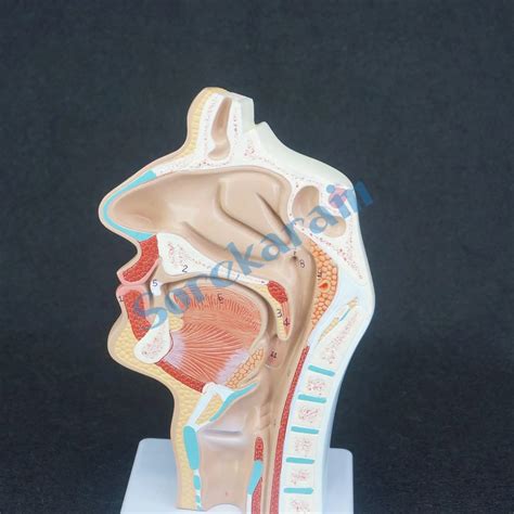 Menselijke Pathologie Neusholte Orale Longitudinale Anatomica Model