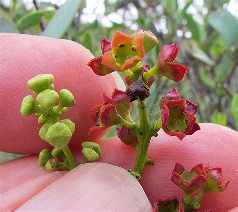Esperance Wildflowers: Santalum spicatum - Sandalwood