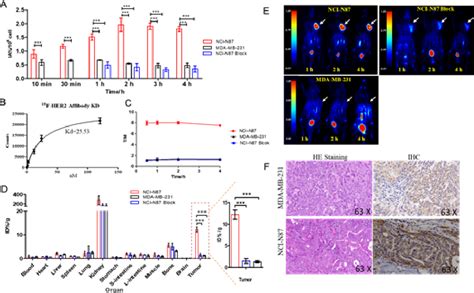 Pdf Al F Aeea Her Bch Affibody Reveals Clearer Pet Imaging Than F