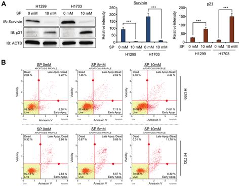 Sp Treatment Induces Cell Apoptosis By Regulating Survivin And P