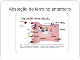 Metabolismo Do Ferro PPT