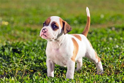 American Staffordshire Terrier Breed Characteristics And Care