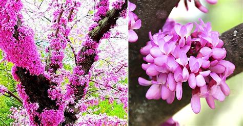 Cercis siliquastrum el árbol del amor que en primavera se llena de