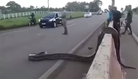 Anaconda Crossing Busy Road In Brazil వీడియో నడిరోడ్డుపైకి భారీ