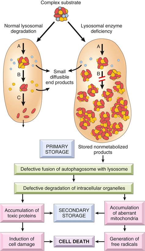 Genetic Disorders Clinical Tree