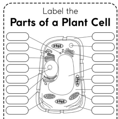 Plant Cell Organelle Diagram Quizlet