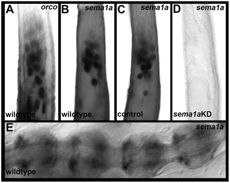 Sema A Transcript Is Expressed In The Antennae Of Larvae And