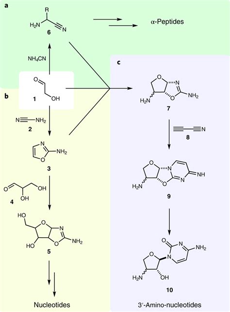 Intersections Of Prebiotic Peptide Sugar And Nucleobase Syntheses The