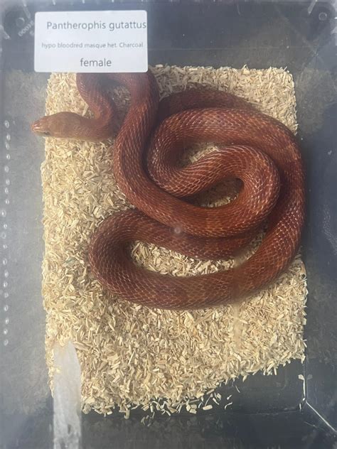Hypo Blood Red Masque Corn Snake Adult Female Strictly Reptiles
