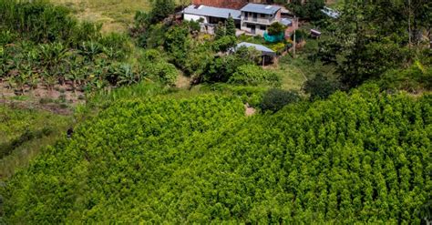 ¿por Qué Disminuyeron Las Hectáreas De Coca Pero Aumentó La Producción