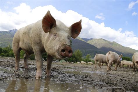 Etats Unis Une première le rein dun porc transplanté à un homme