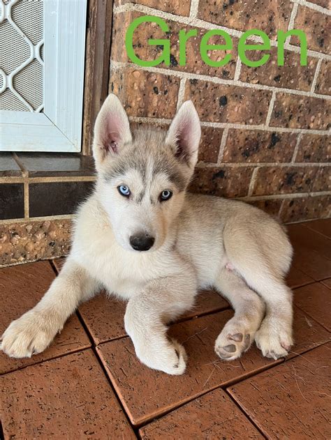 Husky Rooty Hill Petsforhomes