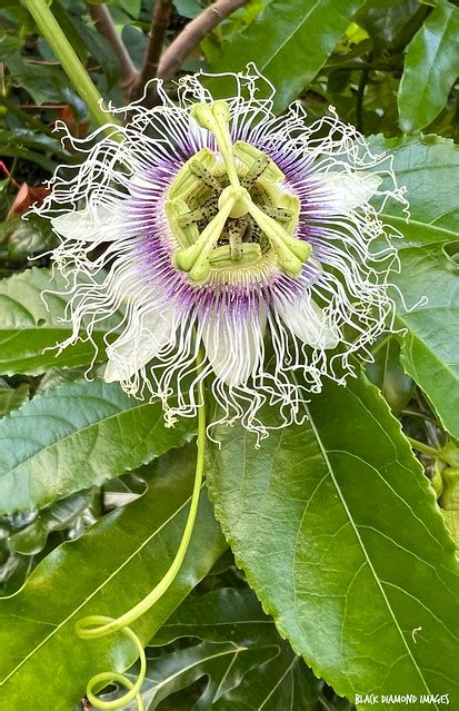 Passiflora Edulis Passionfruit A Photo On Flickriver