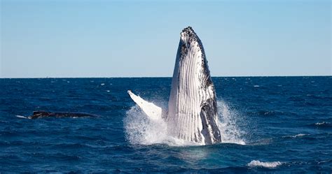 Hervey Bay Nature Coast Australia