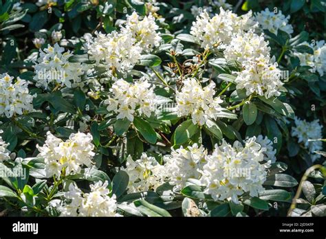 Rhododendron Maximum It Is Common Names Include Great Laurel Great Rhododendron Rosebay