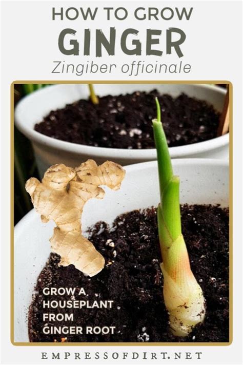 Easy Way To Grow Ginger Root Indoors Empress Of Dirt