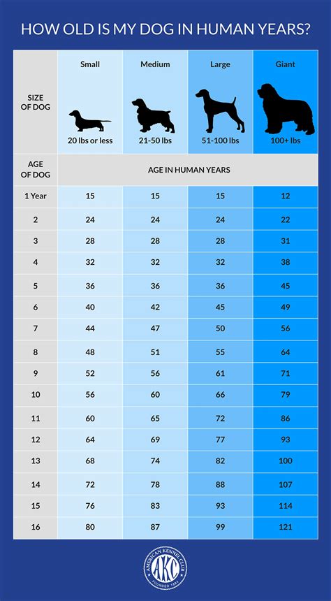 How Old Is 15 In Dog Years Vet Approved Guide To Each Size Of Dog