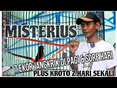 Murai Pastol Misterius Menu Pakan Masing Ekor Jangkrik Plus Kroto