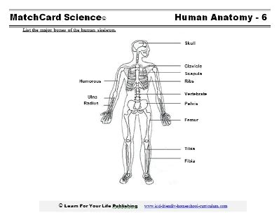 Human Skeleton Diagram