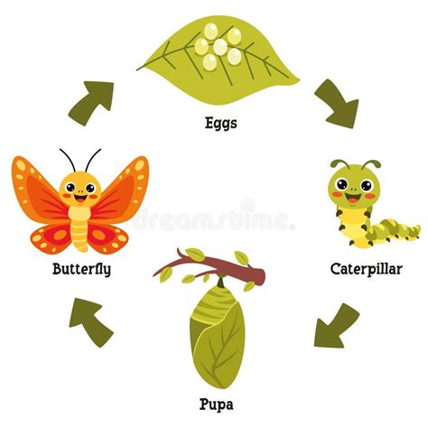 Ciclo De Vida Da Borboleta Ilustra O Stock Ilustra O De Biologia