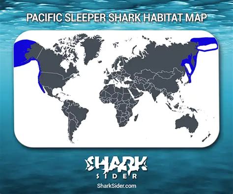 Learn All About Sharks Like Pacific Sleeper Sharks - Shark Sider