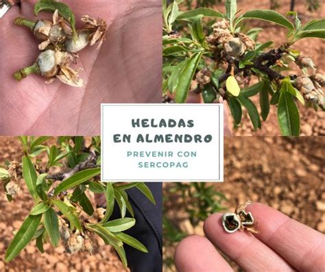 Los tratamientos del almendro prevención de heladas y caída de pétalos