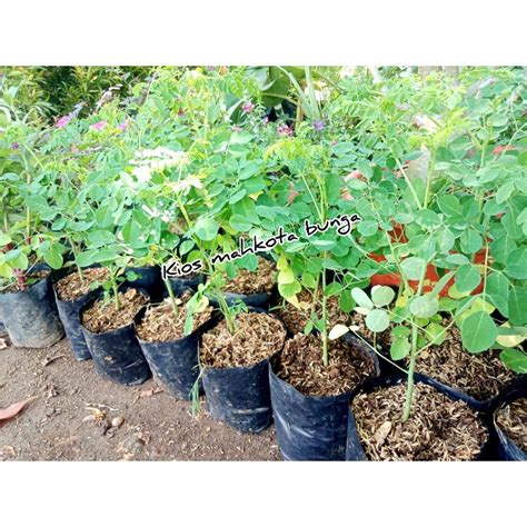 Jual Bibit Pohon Kelor Tanaman Kelor Daun Kelor Shopee Indonesia