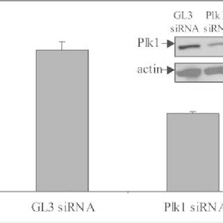 A Constitutively Active Plk Mutant Overrides Ir Induced Inhibition Of