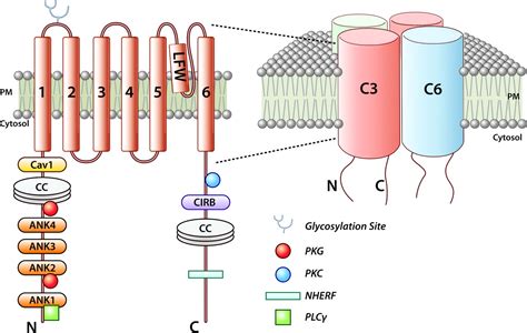 Trpc Channels As Effectors Of Cardiac Hypertrophy Circulation Research