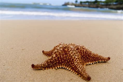 Detail Of Starfish In Sand Sunny Day At Montego Bay Beach Jamaica