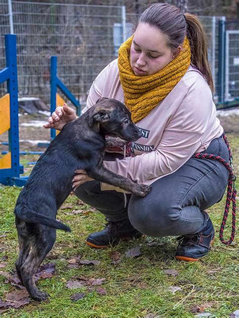 Pies Do Adopcji Sopot Grudnia