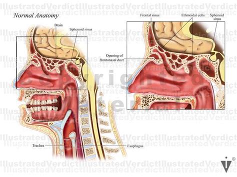 stock nose sinus normal anatomy illustrated verdict
