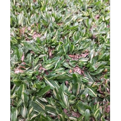 Jual Rumput Taman Gajah Mini Varigata Cm X Cm Shopee Indonesia