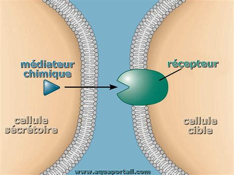 Médiateur chimique définition et explications