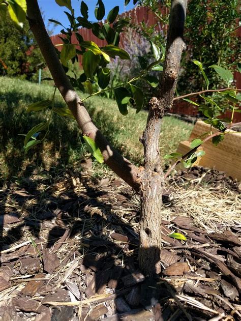 Sugar Cane Jujube Pollination Forest Garden Forum At Permies