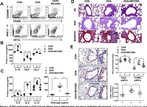 Figure From Heme Oxygenase Protects Airway Epithelium Against